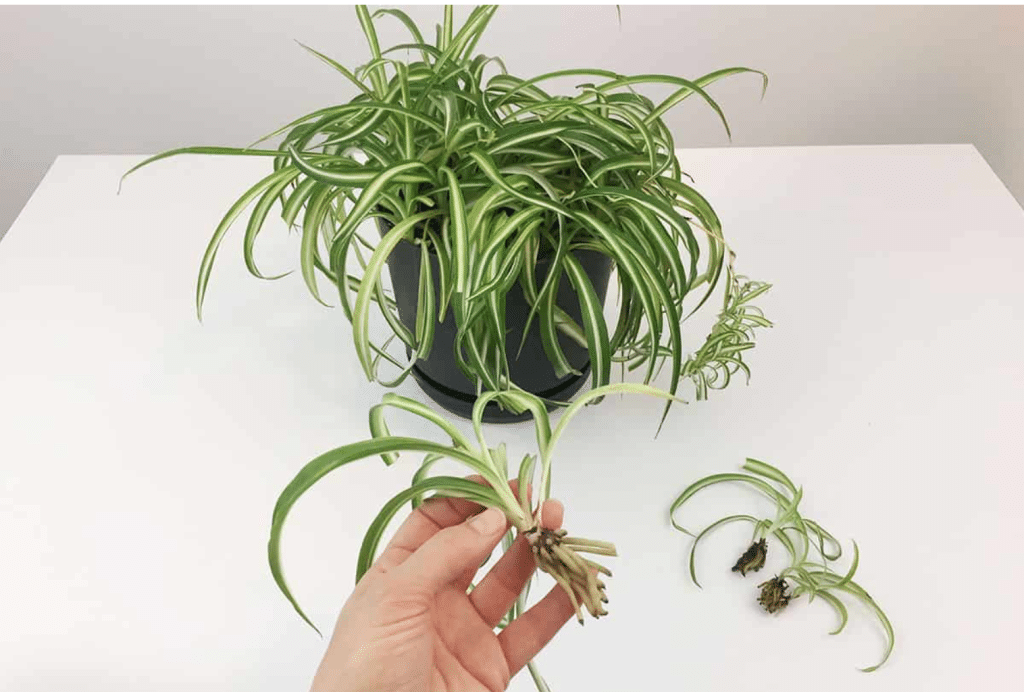 propagating hawaiian spider plant